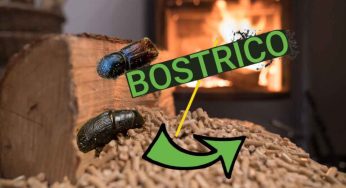 Allarme bostrico, il pellet nostrano è in pericolo? Quali sono i reali effetti dell’insetto sulla nostra salute