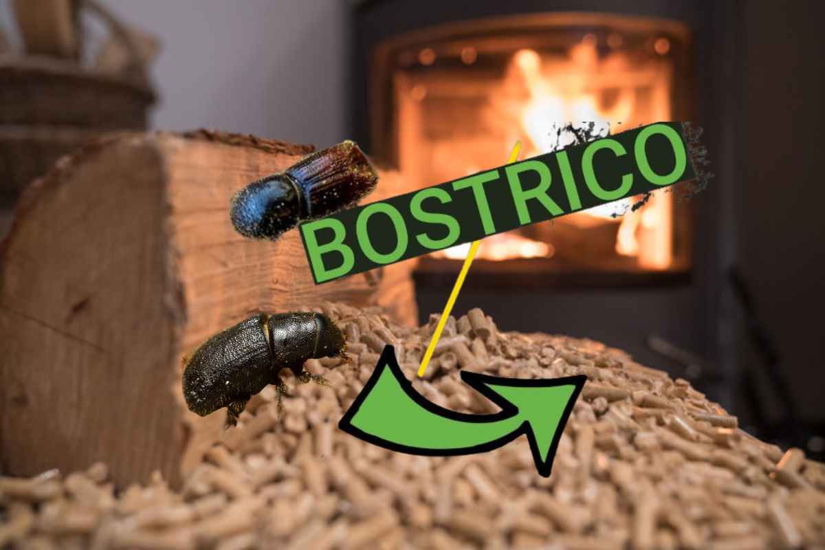 Il bostrico che infesta il pellet è pericoloso?