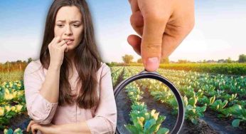 Pesticidi su verdure, dato preoccupante: nella lista alcune consumate ogni giorno dagli italiani