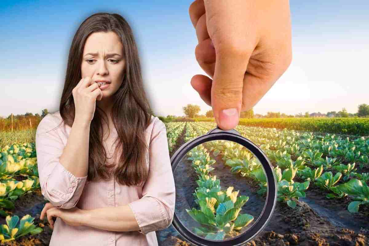 Allarme pesticidi nelle coltivazioni