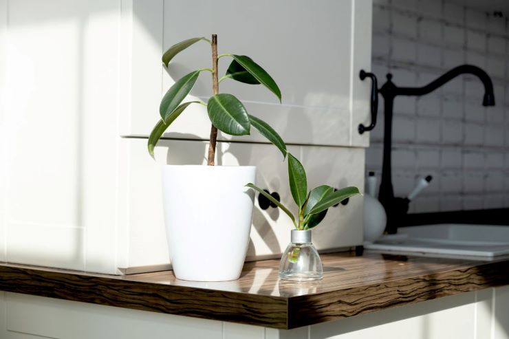 ficus elastica