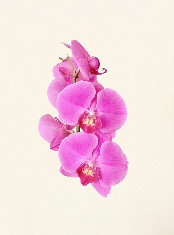 Consigli per le orchidee