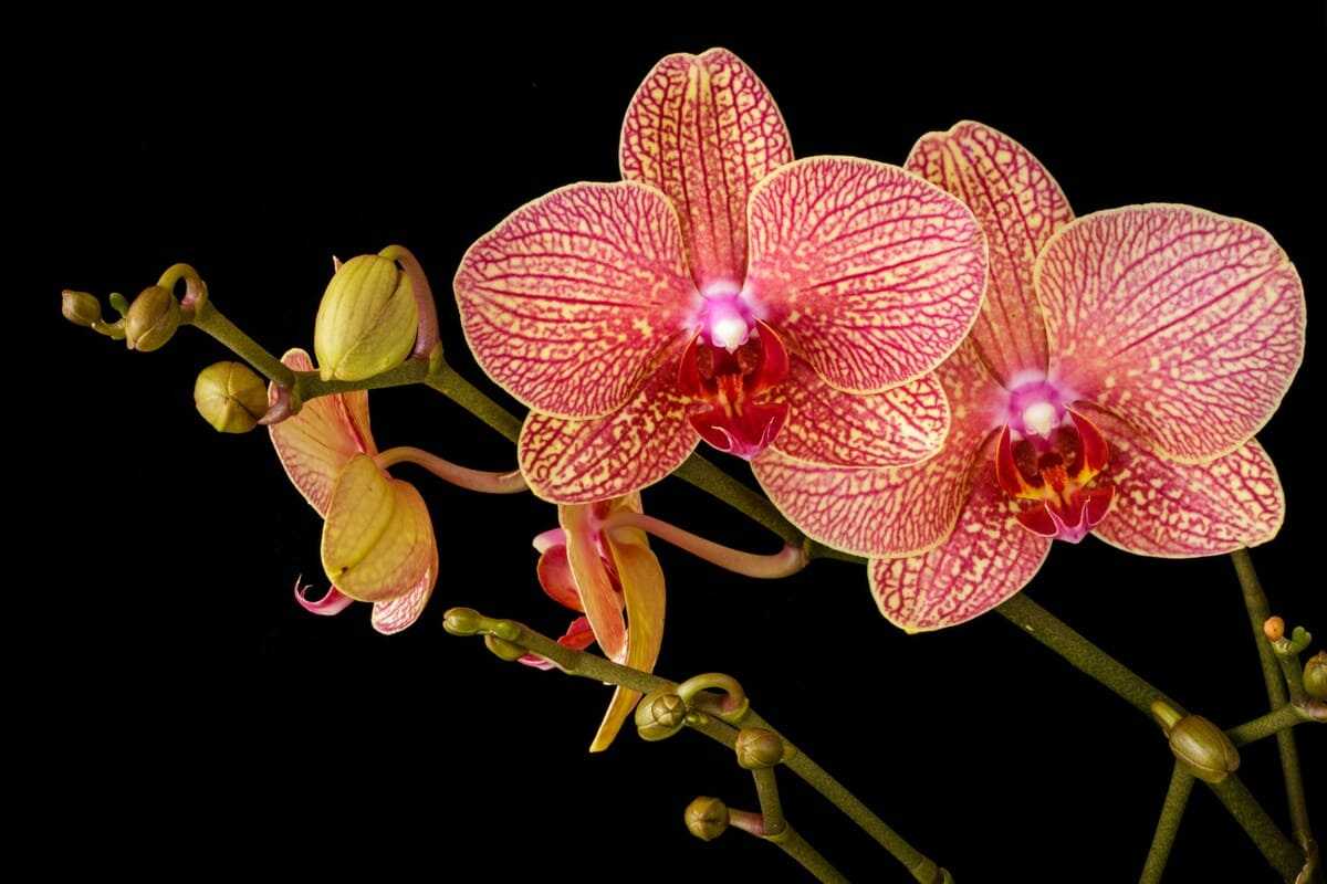 Far fiorire le orchidee
