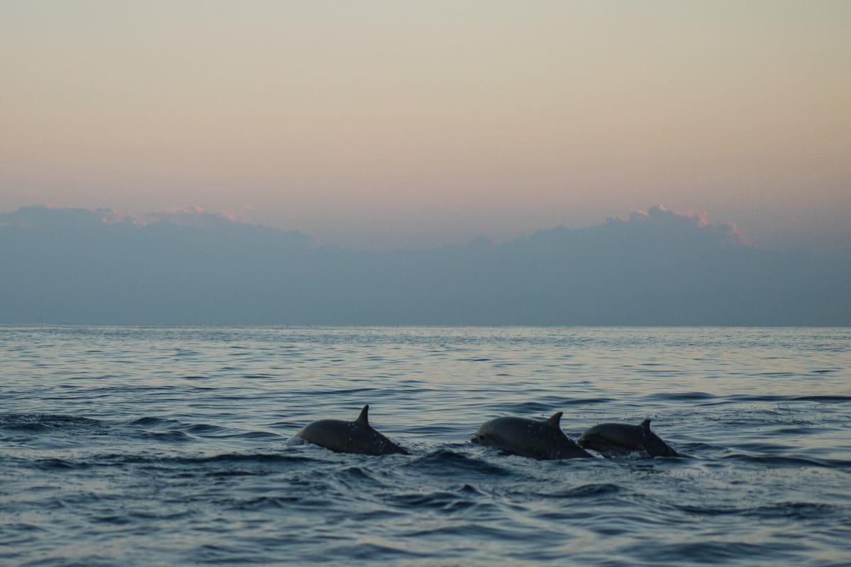 Osservare balenottere e delfini