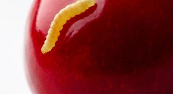 Il verme nella frutta è pericoloso? Ecco cosa dovresti sapere se ne trovi uno