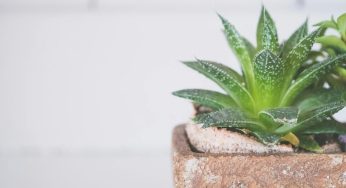 Benefici dell’aloe vera: alcuni sono sorprendenti, questi non li conosce nessuno