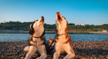 Il tuo cane ulula. Ecco cosa gli sta capitando, dovresti davvero saperlo