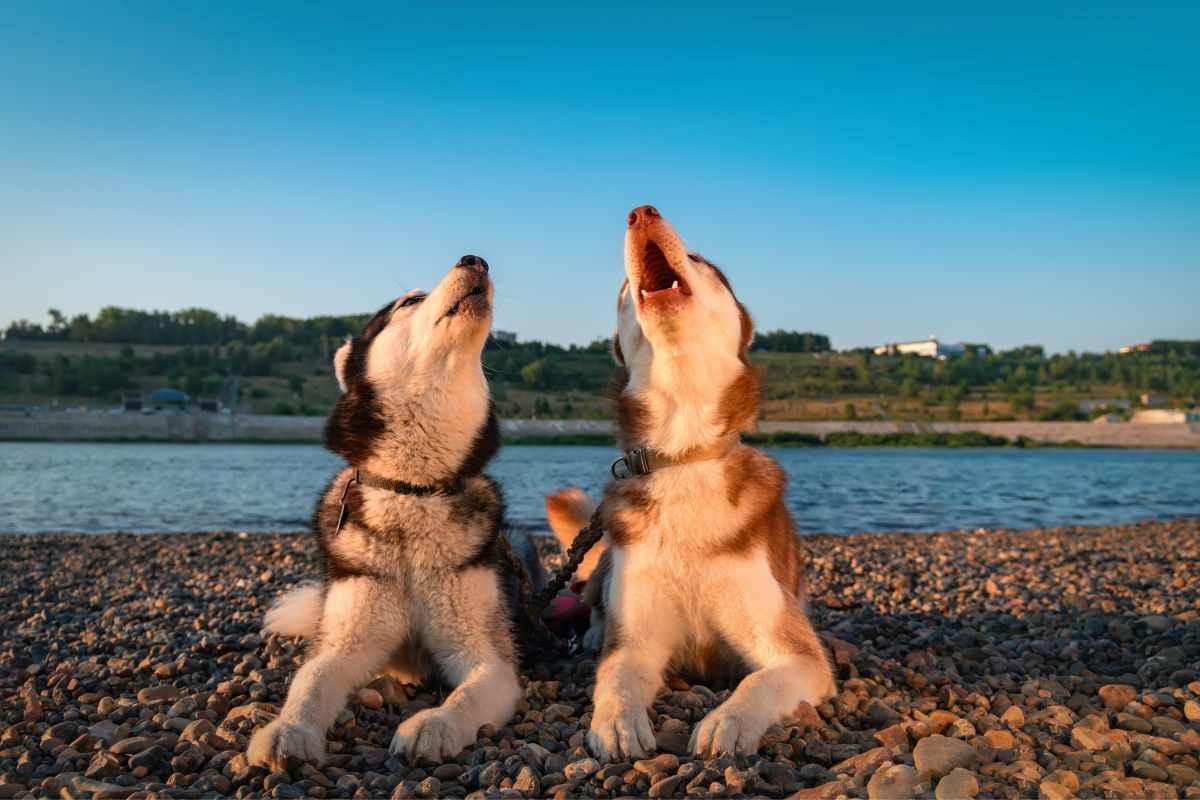 il cane ulula