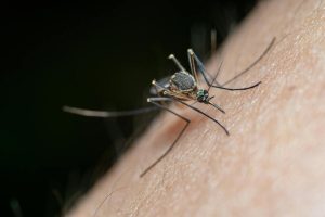 Piante anti-zanzare