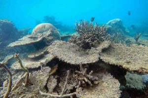 barriera corallina morta