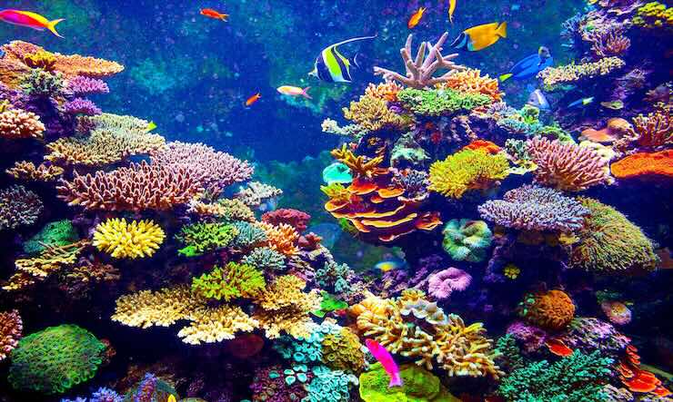 barriera corallina viva