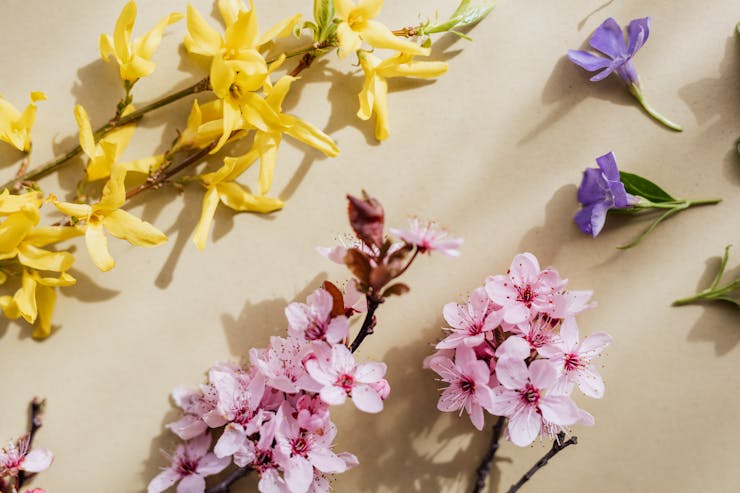 fiori primaverili