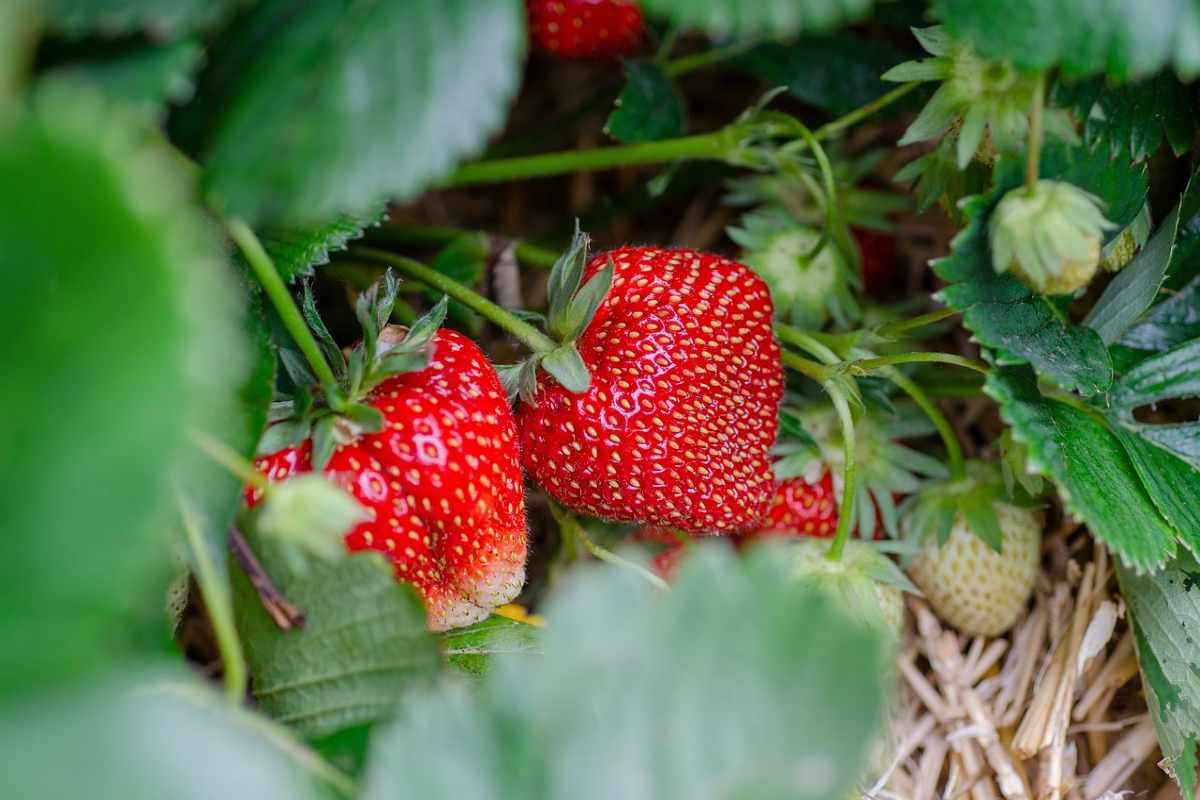 Fragole in giardino