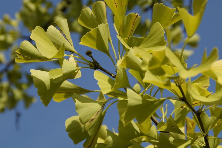 Ginko Biloba