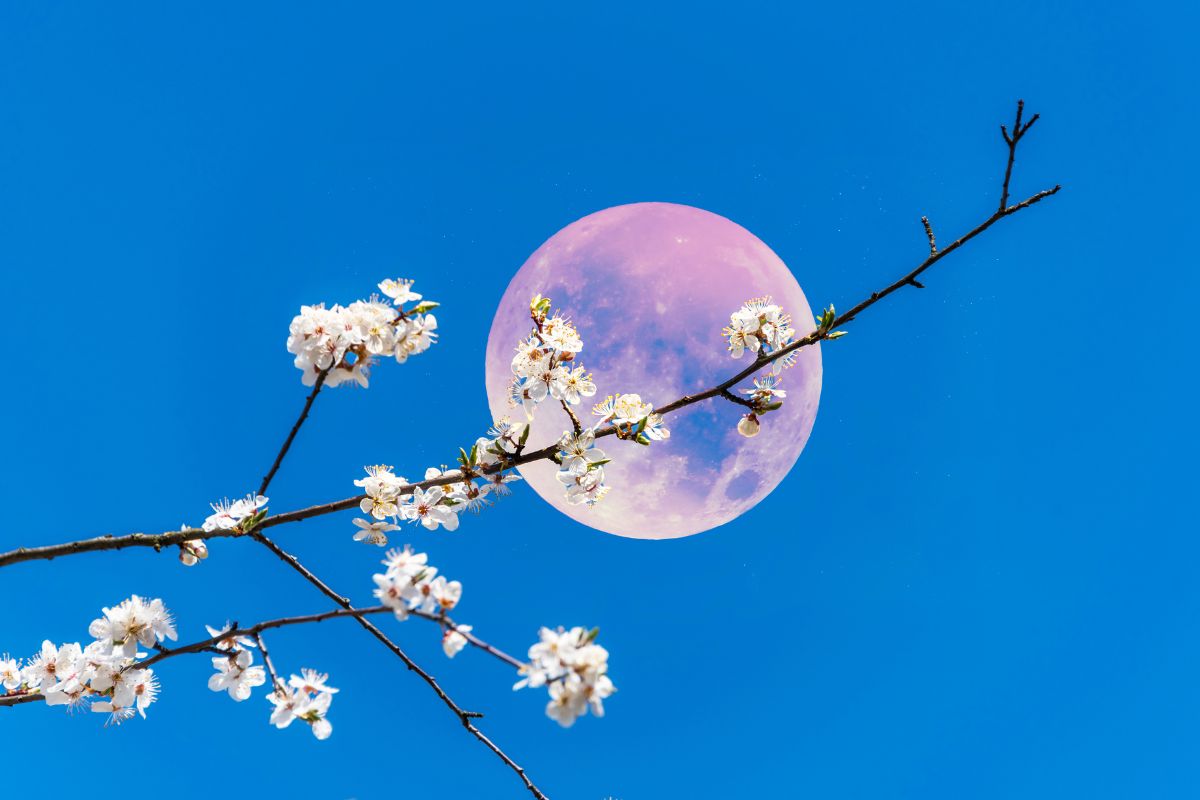 la luna è rosa