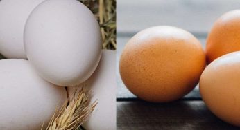Uova bianche o marroni? Dovresti assolutamente conoscerne la differenza, ne vale la pena