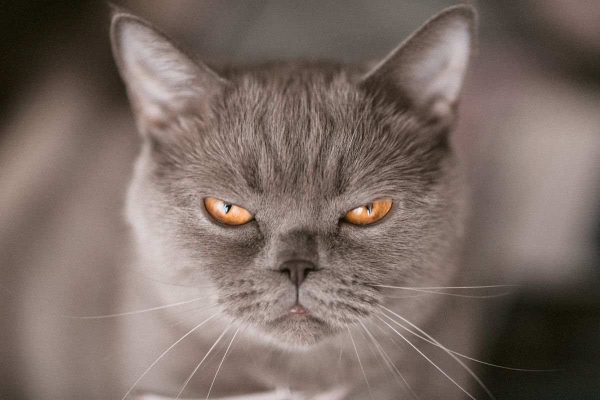 il tuo gatto sembra arrabbiato