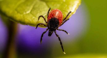 Giardino pieno di zecche, usa solo questo repellente naturale: scapperanno in pochi secondi