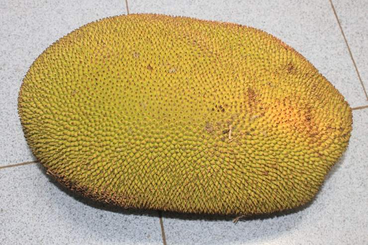 jackfruit