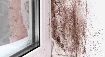 Muffa negli angoli della casa, pericolosissima: annientala con 4 ingredienti che hai in frigo