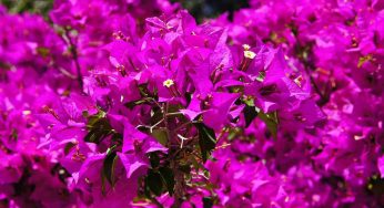 La Bougainvillea ha bisogno di questo ingrediente per vivere in eterno: apri il frigo, lo compri tutti i giorni