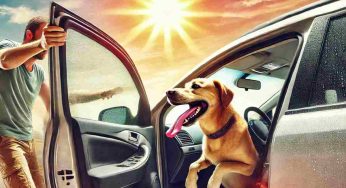 Vedi un cane chiuso in auto sotto al sole? ecco puoi fare senza infrangere la legge