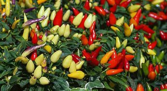 Per coltivare il peperoncino nel vaso hai bisogno di questi 4 consigli del vivaista: sarà un successone